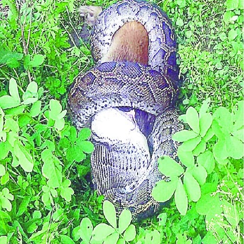 The dragon swallowed the monkey, see what happened later in the pictures
