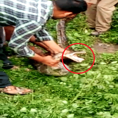 The dragon swallowed the monkey, see what happened later in the pictures