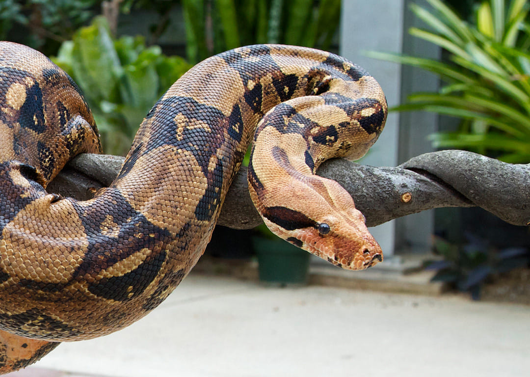 Women attacked by 1.7m sanke boa constrictor resued   at Sheffield Lake at Ohio in USA