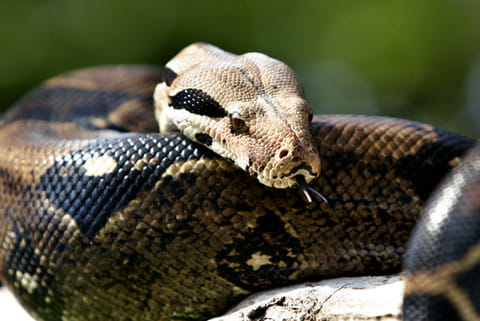 Women attacked by 1.7m sanke boa constrictor resued   at Sheffield Lake at Ohio in USA