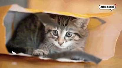 Pets can be dangerous for us as they spread deadly diseases in human beings