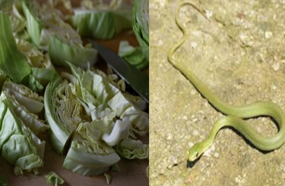 Mother daughter ate snake hidden in cabbage at   Indore in Madhya Pradesh