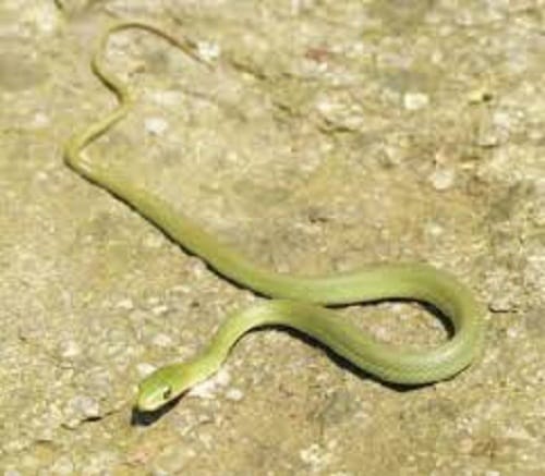 Mother daughter ate snake hidden in cabbage at   Indore in Madhya Pradesh