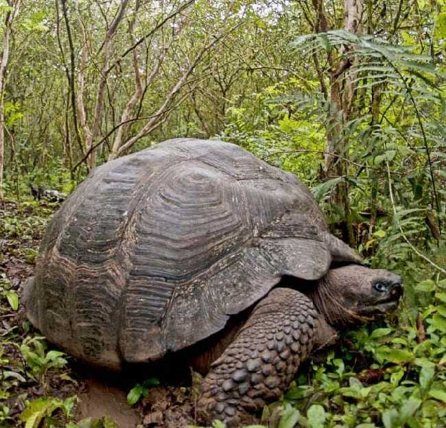 Nature's Skin Care Turtle in Crisis