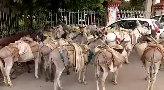 hundreds of donkeys entered into udaipur collectorate premises with their owners 