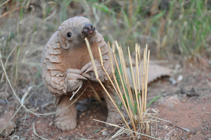 china need this himalayan animal