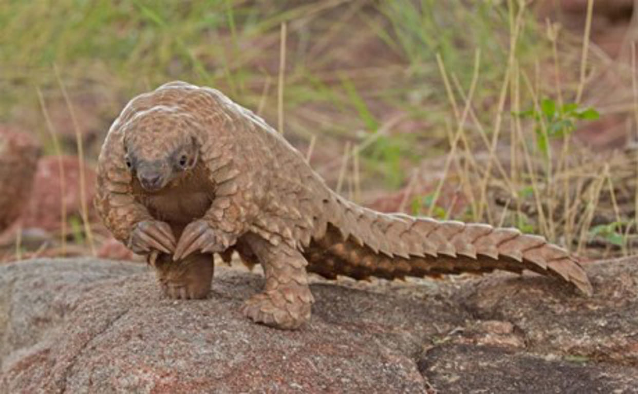 Pangolin, parkolin hunting in dehrdaun