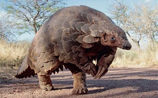 china need this himalayan animal
