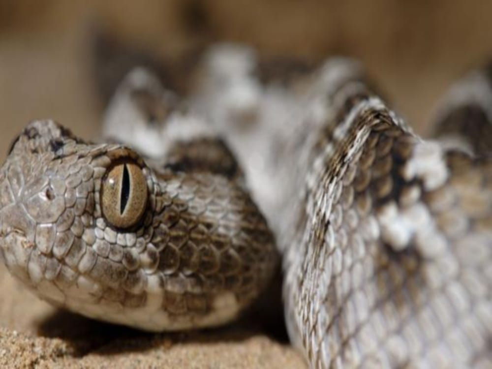 most poisonous snake scaled viper found first time in dehradun