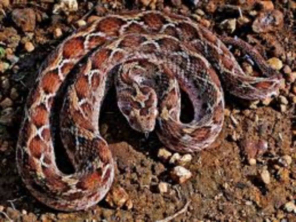 most poisonous snake scaled viper found first time in dehradun