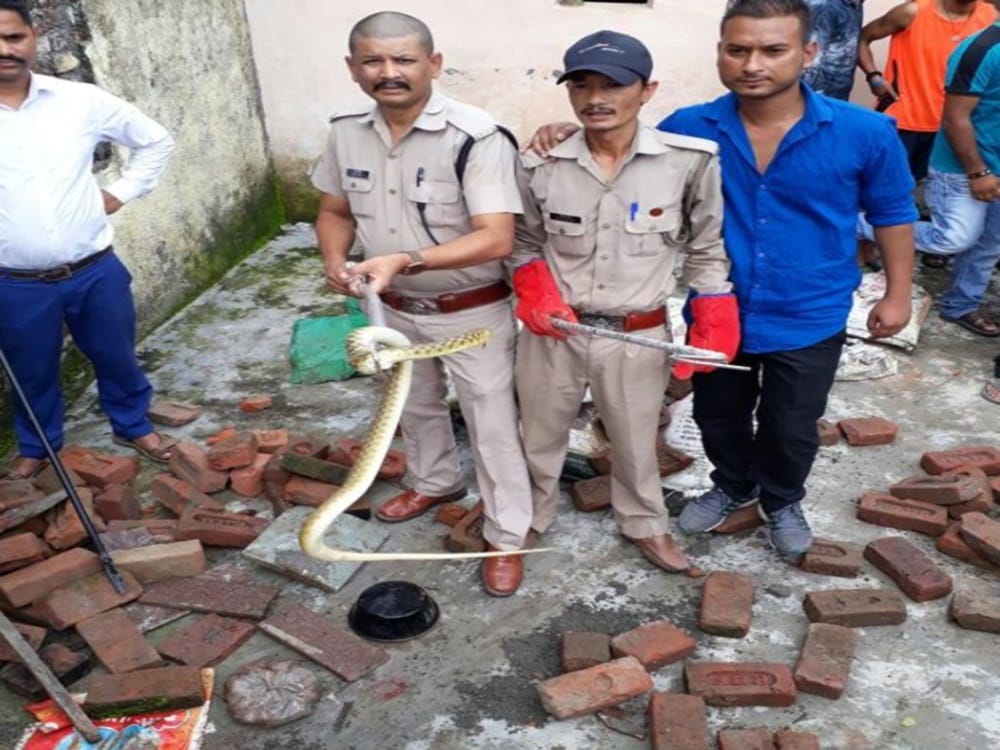 most poisonous snake scaled viper found first time in dehradun