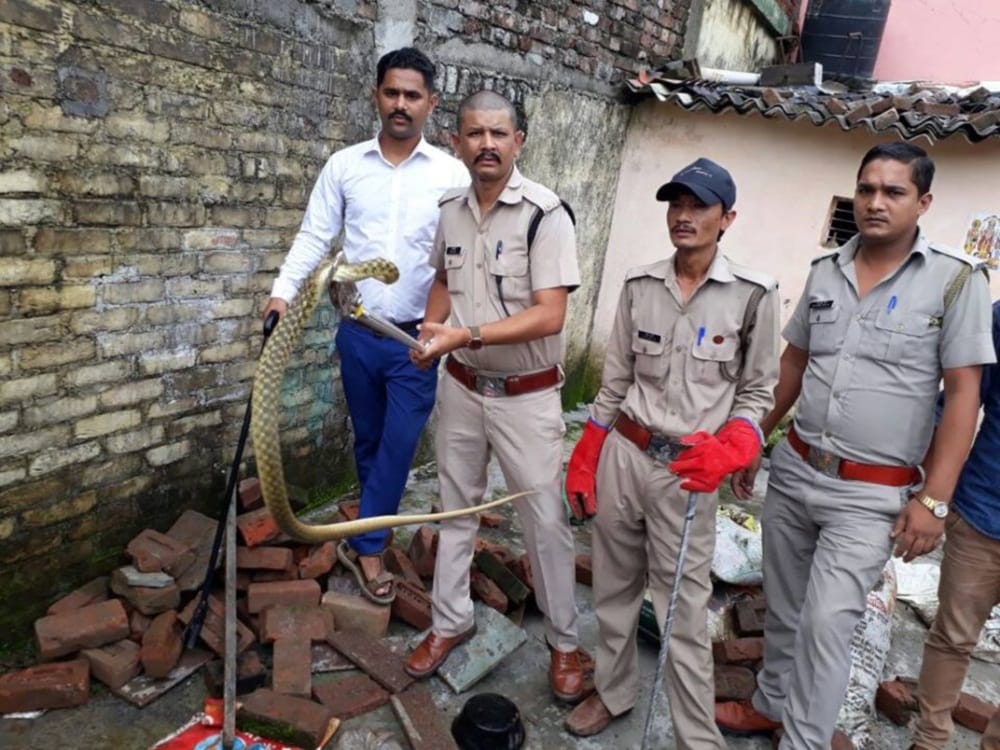 most poisonous snake scaled viper found first time in dehradun