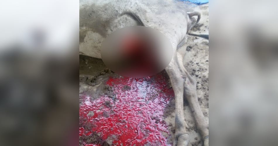Brutally murder of cow in front of the temple, sirsa news