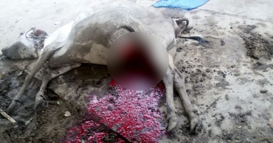 Brutally murder of cow in front of the temple, sirsa news