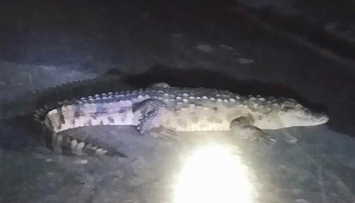 Crocodile spend night with youth in house