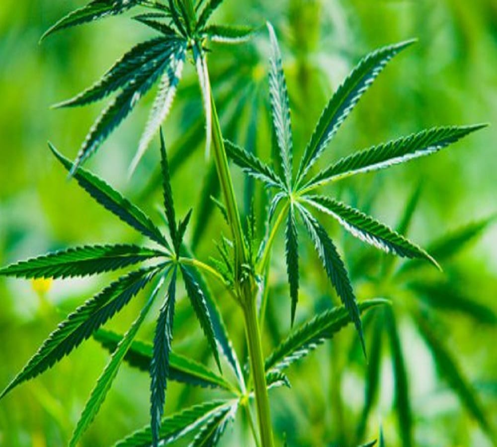 Do you know these health benefits of Bhang 