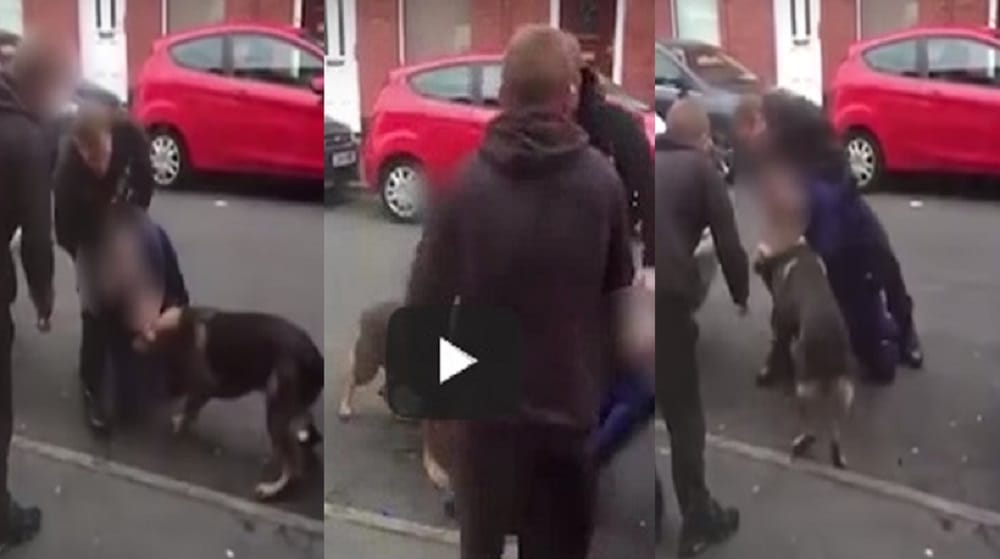 Watch In Bizarre Video How Absconding Man Bites Dog In United Kingdom 