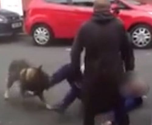 Watch In Bizarre Video How Absconding Man Bites Dog In United Kingdom 