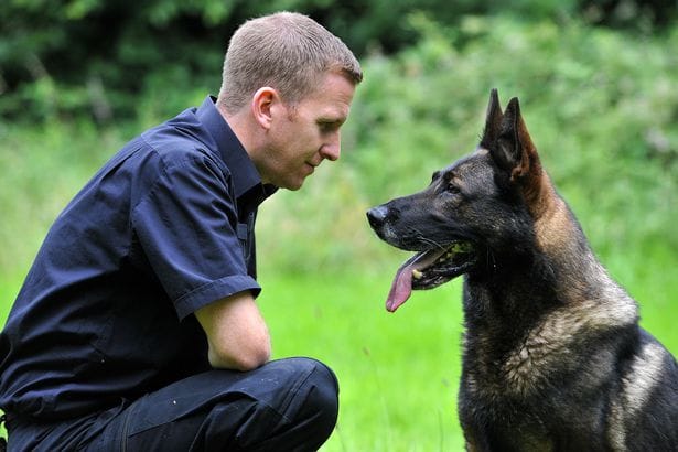 Watch In Bizarre Video How Absconding Man Bites Dog In United Kingdom 