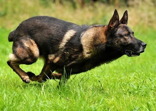 Watch In Bizarre Video How Absconding Man Bites Dog In United Kingdom 