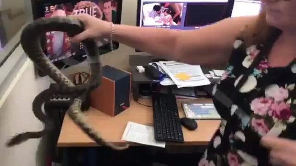 Snake found on work desk in a news channel office