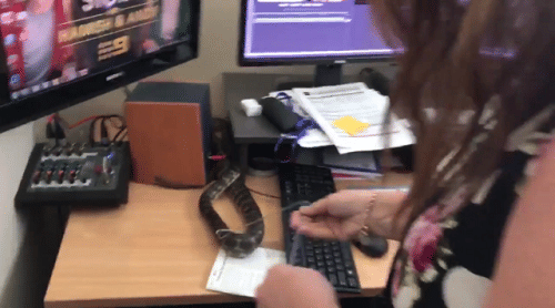 Snake found on work desk in a news channel office