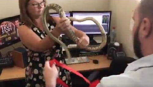 Snake found on work desk in a news channel office