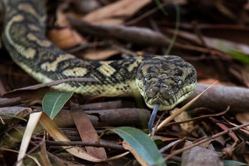 Snake found on work desk in a news channel office