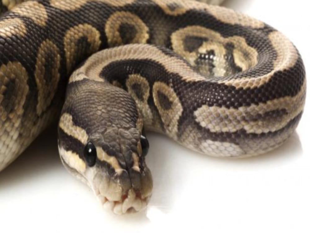 Big Python found in atm room