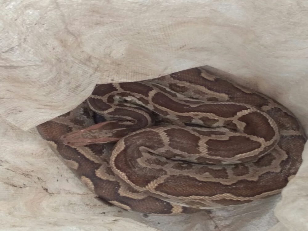 Big Python found in atm room