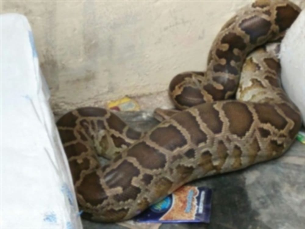 Big Python found in atm room