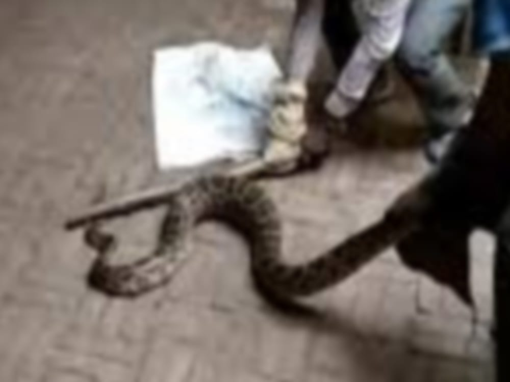 Big Python found in atm room