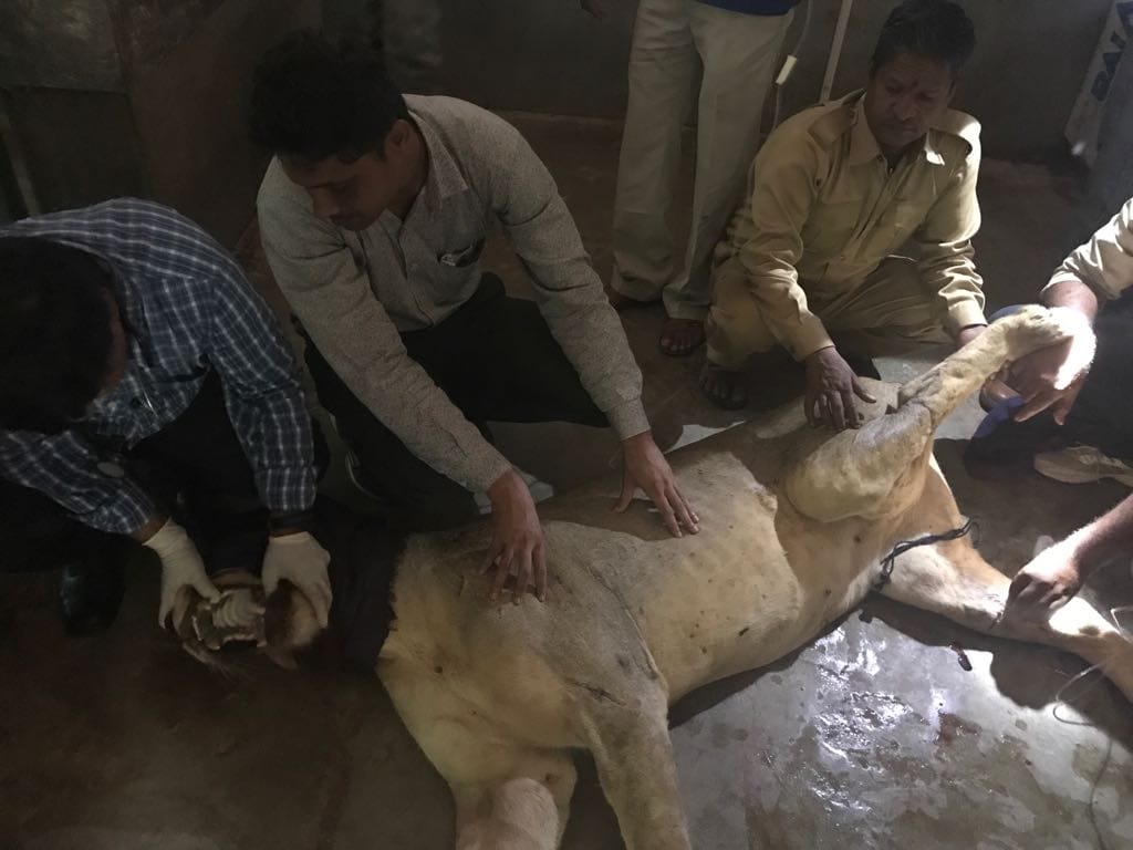 asiatic lioness mehak got ill medical board constituted for examining the health conditions 