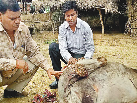 leopard fear in sentury area villages