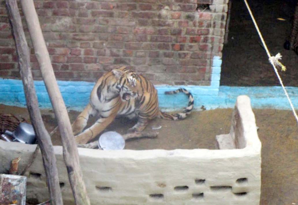 Why tiger not declared maneater after 15 deaths?