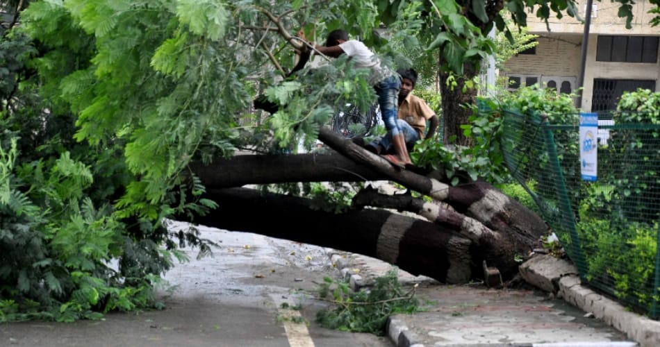 सेक्टर-15 में पेड़ गिरा, टल गया बड़ा हादसा 20-19-14