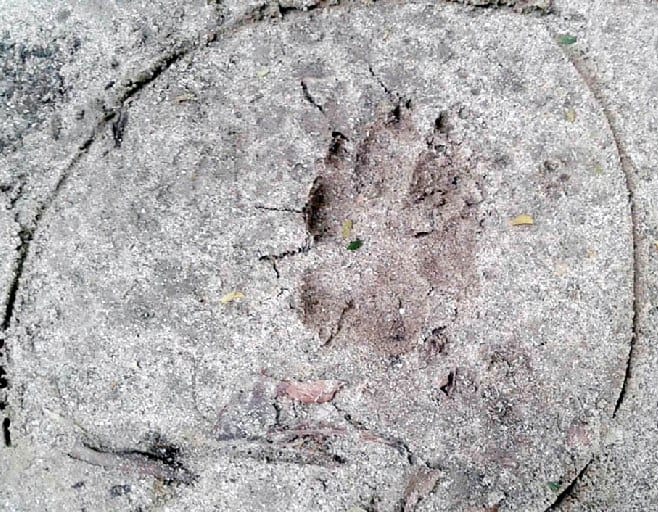 Leopard roamed the goat