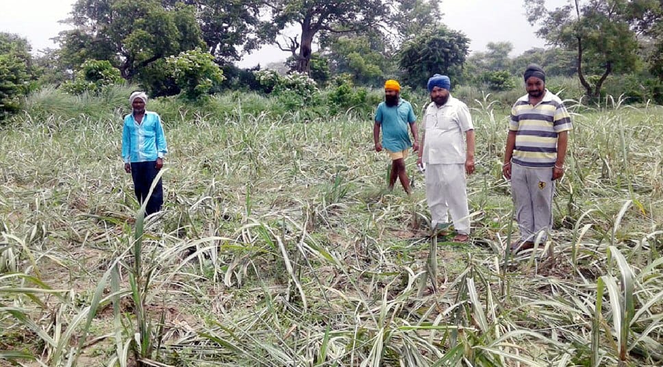 Wild elephants rotten cane crop in Lohara desert