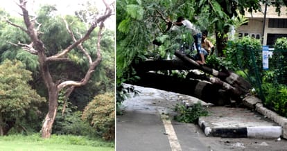 Dried-up trees, branches posing danger to people
