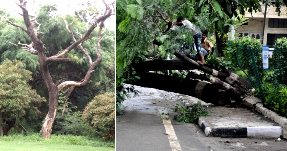 chandigarh tress issue, chandigarh news, highcourt news
