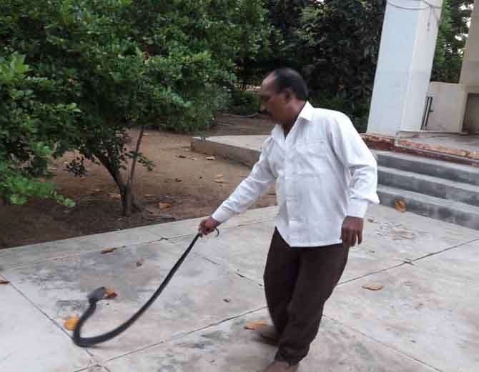 IPS officer's home poisonous cobra, creeps spreading panic and then