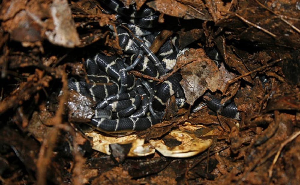 human monitored king cobra breeding at Kottiyur  in kerala