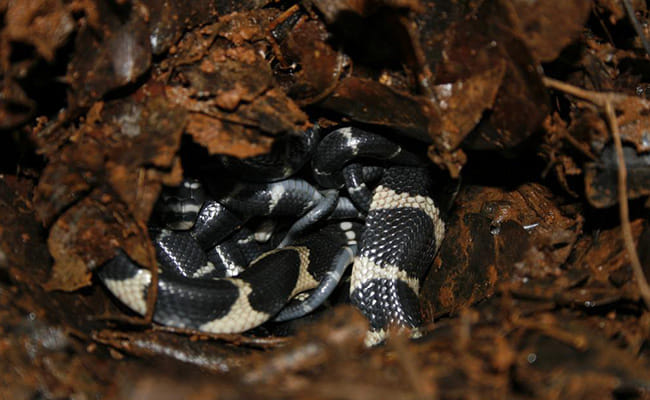 human monitored king cobra breeding at Kottiyur  in kerala