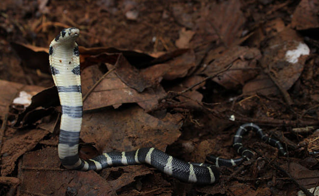 human monitored king cobra breeding at Kottiyur  in kerala
