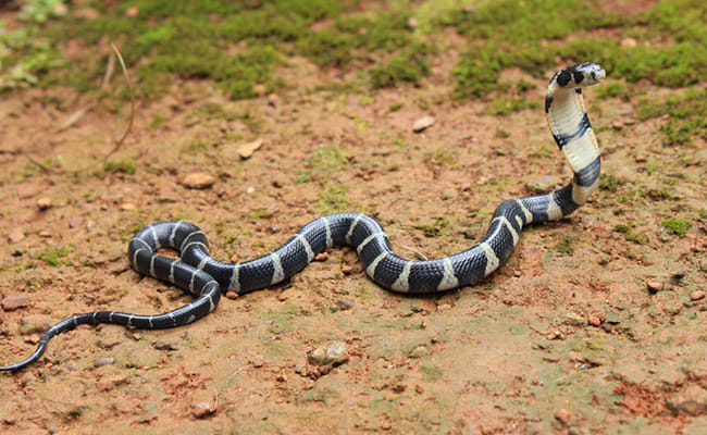 human monitored king cobra breeding at Kottiyur  in kerala