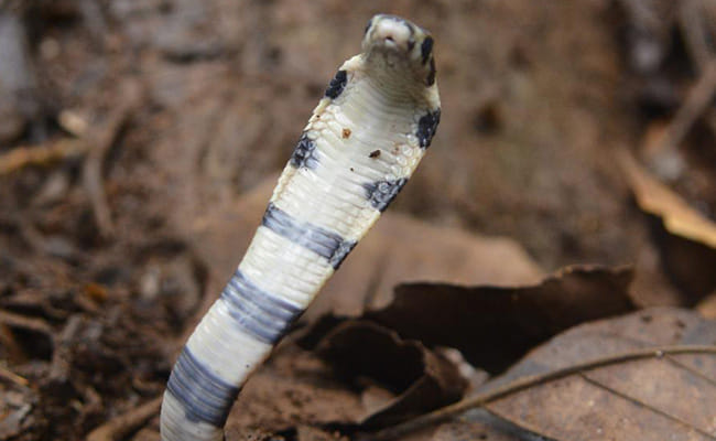 human monitored king cobra breeding at Kottiyur  in kerala