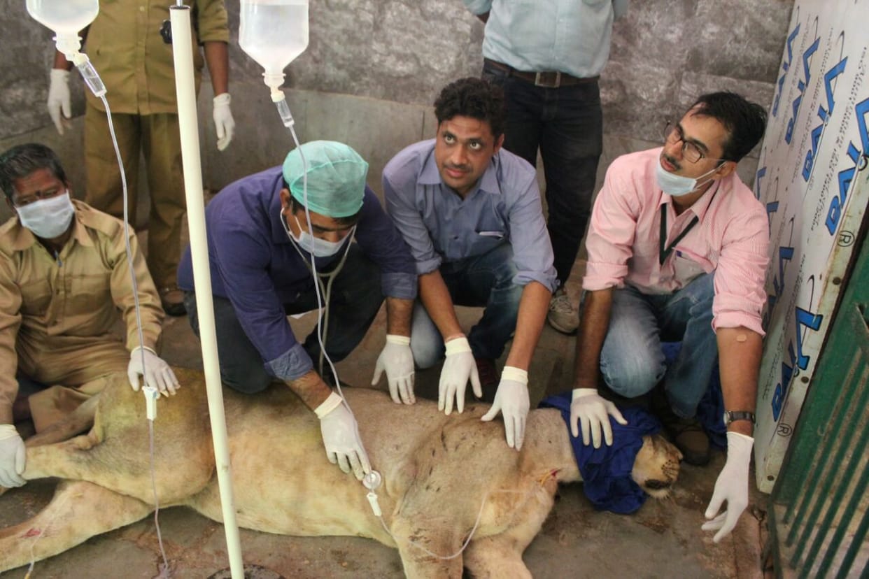  Improve health status of lioness "smell", likely to recover soon