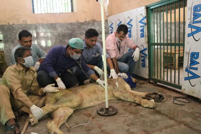  Improve health status of lioness "smell", likely to recover soon
