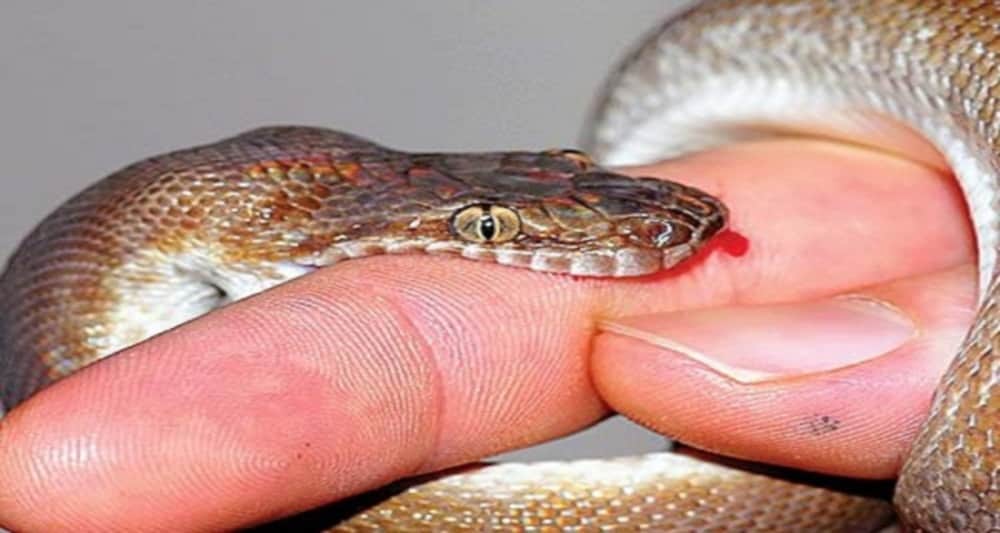 snake bites man and man eats snake in gujarat