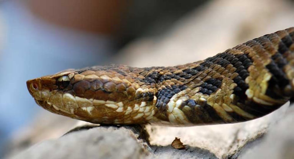 poisonous snake found in shamshan ghat during Funeral